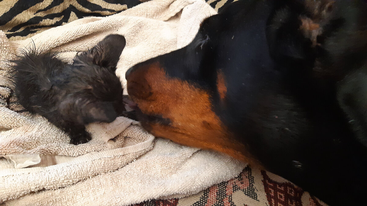 Зайка и Памперс, первые минуты знакомства