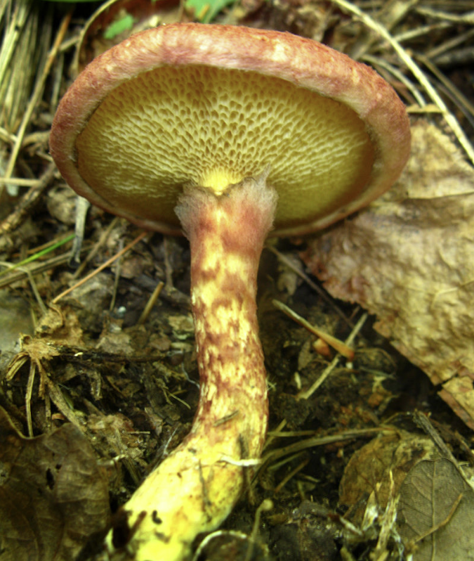 Suillus spraguei