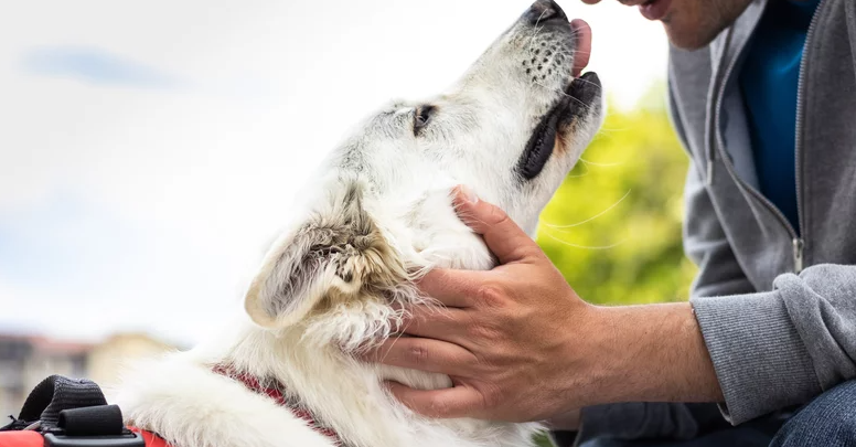 Потрясающая способность: какие опасные болезни могут учуять собаки ещё до появления симптомов