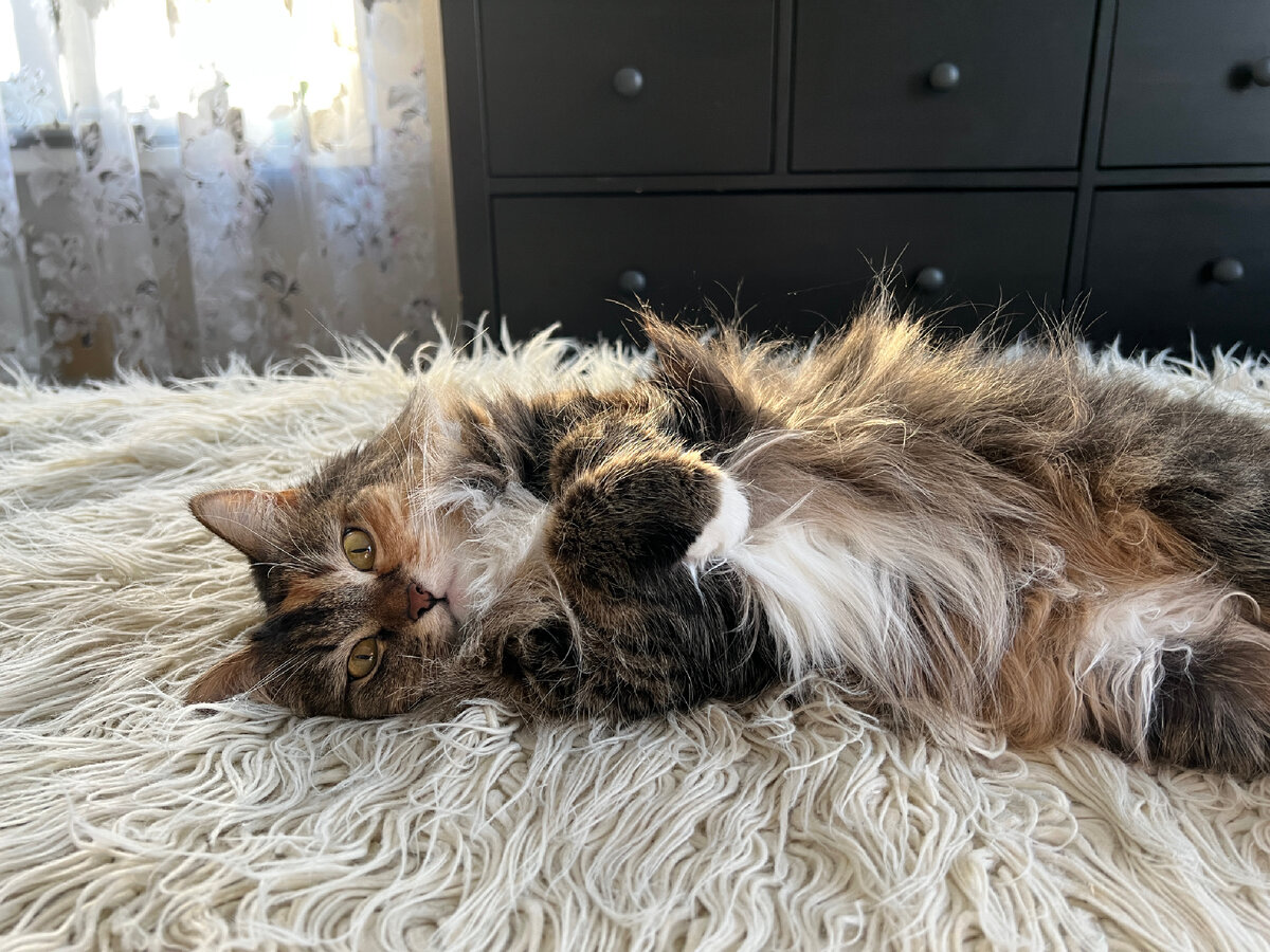 Это Анфиса. Взяла беспородного котенка, выросла королева, которая держит в страхе всю семью