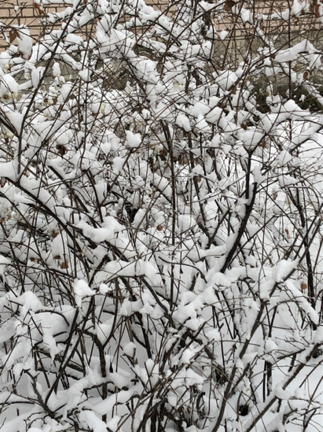 Фото автора. Сон в зимний день.