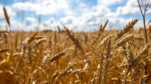    Фото: НЕВСКИЕ НОВОСТИ | Зоя Черничная Наталья Анисеева