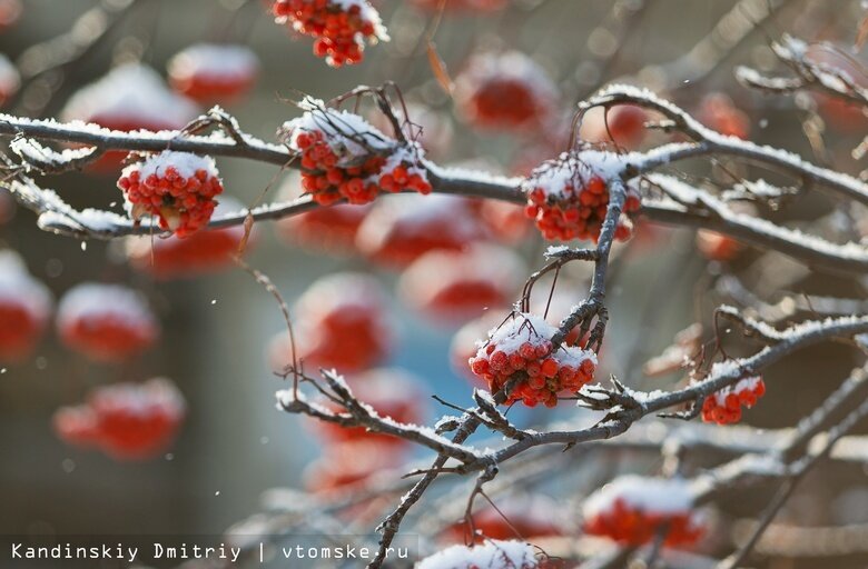    Фото: Дмитрий Кандинский / vtomske.ru