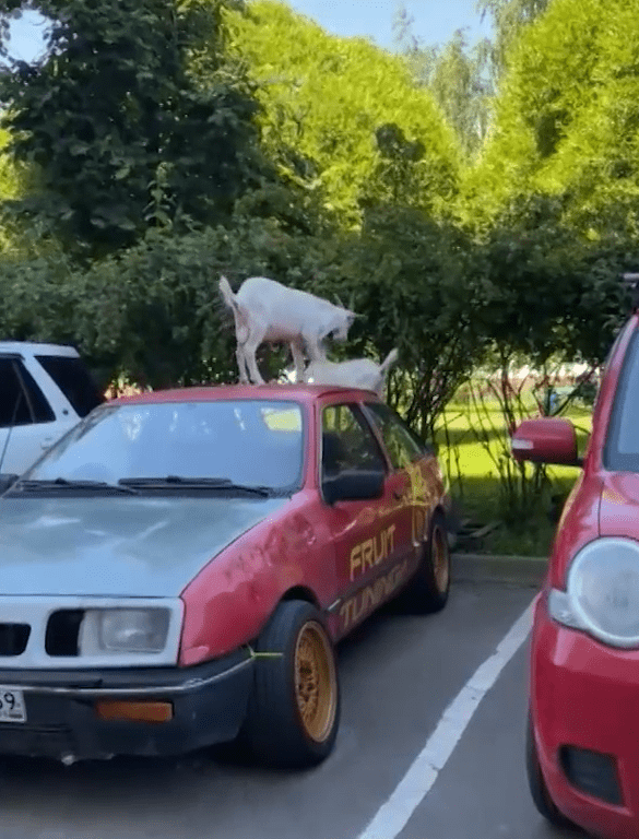 Козы запрыгнули на машину