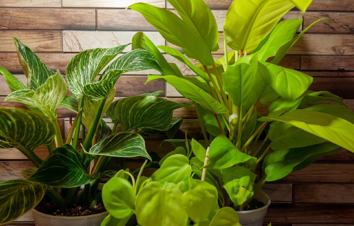 Филодендроны Биркин и малай голд я буду выращивать заново из маленьких деток. Взрослые же растения, которые занимали много места, сейчас живут у моей подруги и на работе. Фото из личного архива.