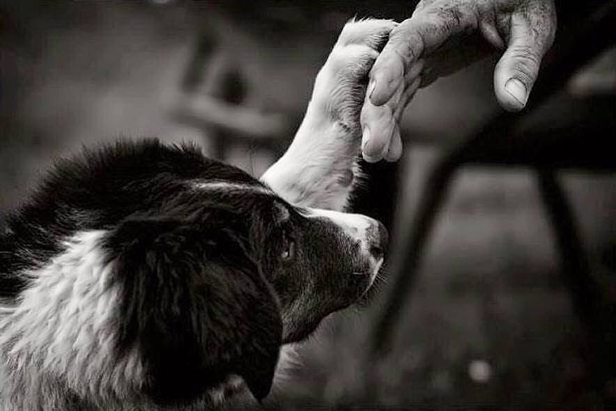 Бездомные животные и человек. Человек и бездрмная собакк. Сочувствие животным. Человечность к животным.