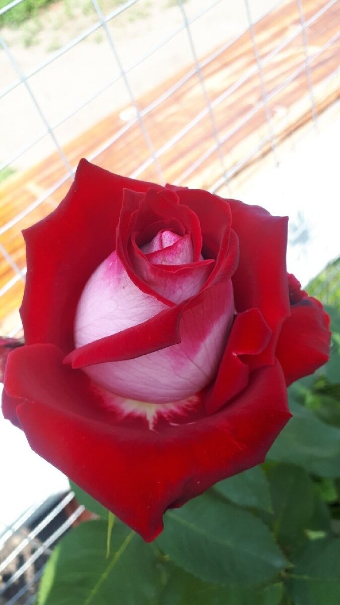 Люксор фото автора 