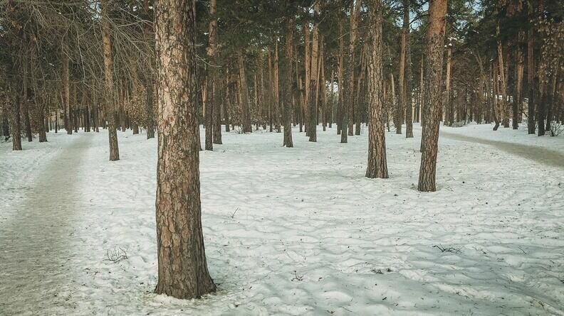     Хищница пришла в самый центр Пудожа, где ее сразу заметили и сняли на видео местные жители. Об этом рассказали в соцсетях.