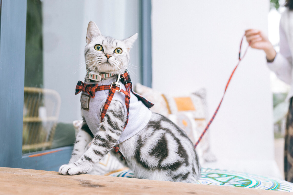 Котики в Китае — любимые домашние питомцы и верные спутники! Photo by Joey Huang on Unsplash