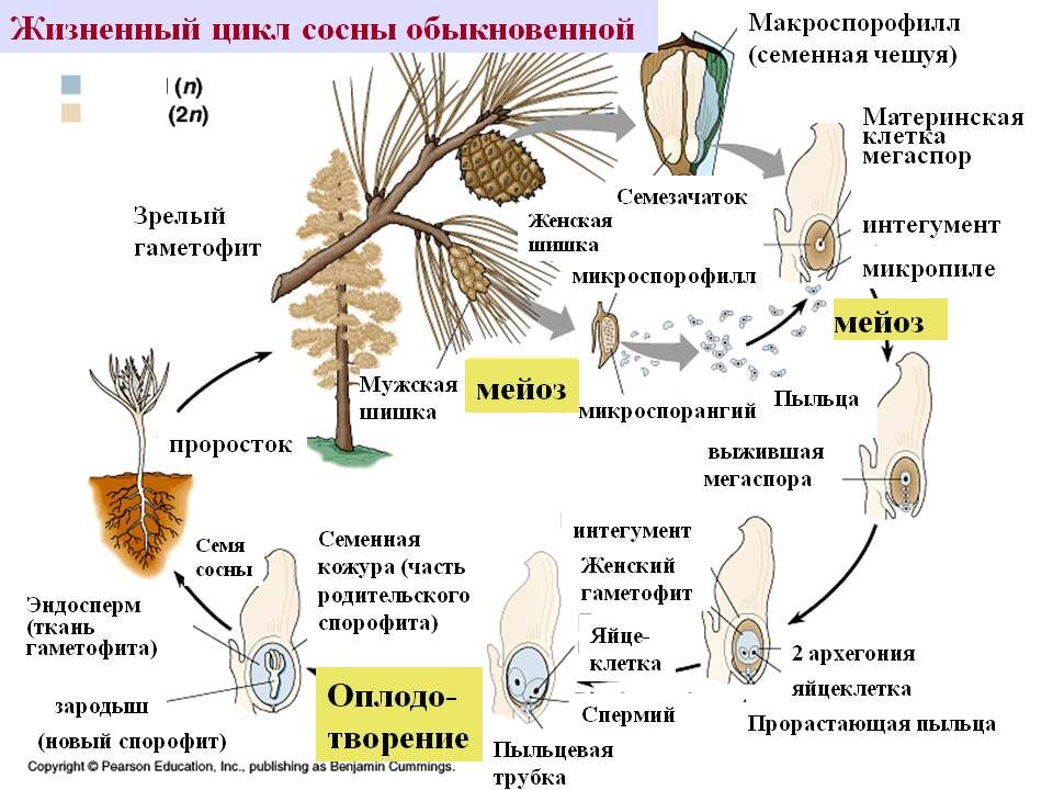 Цикл развития голосеменных растений на примере сосны обыкновенной