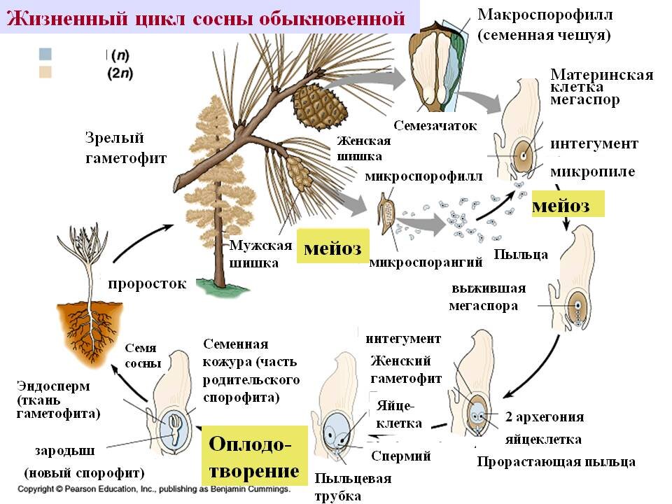 Цикл голосеменных растений