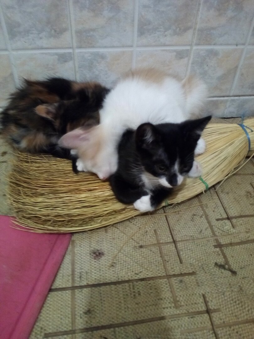 Обязательно втроём на один веник)