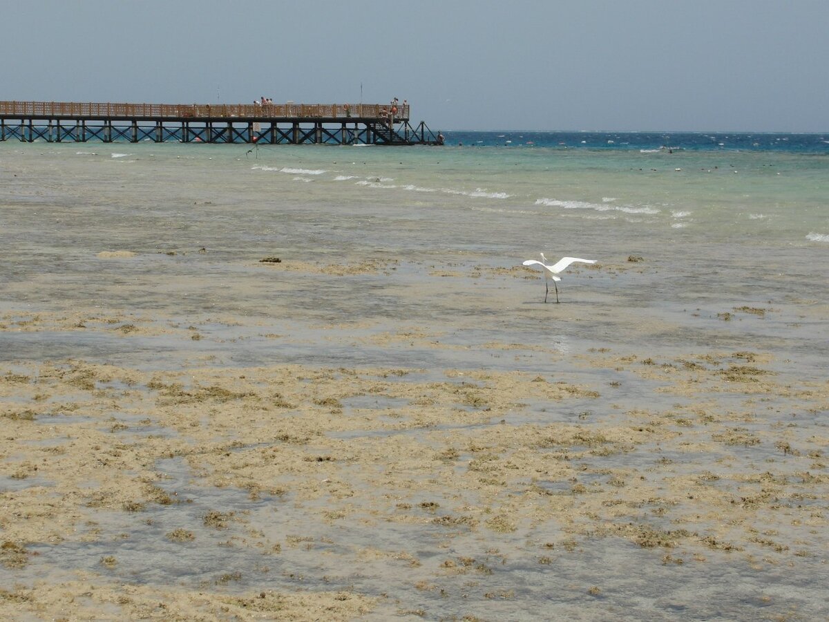 Море Шарм Эль Шейх бухта Набк