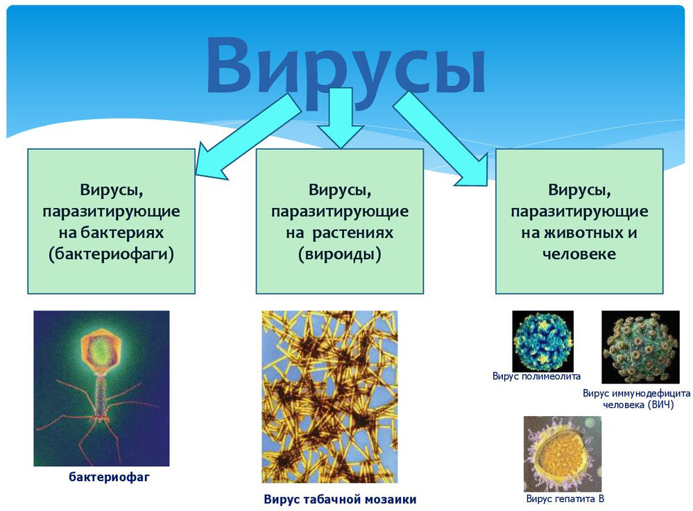 какие вирусы бывают