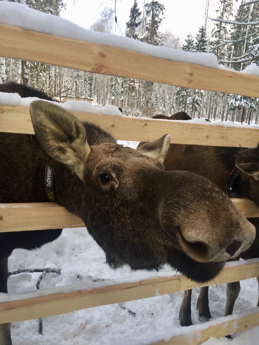 Их можно гладить)