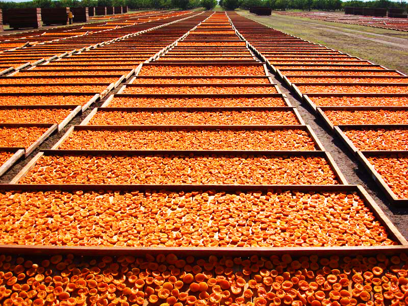 Сушка абрикоса под открытым солнцем.