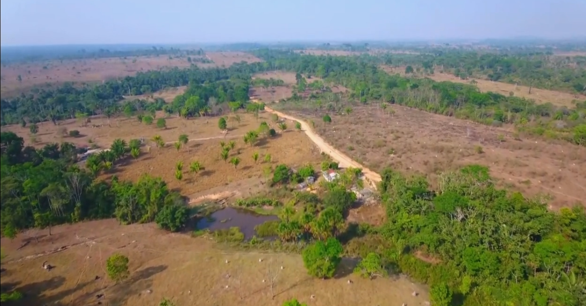 Последствия лесных пожаров.