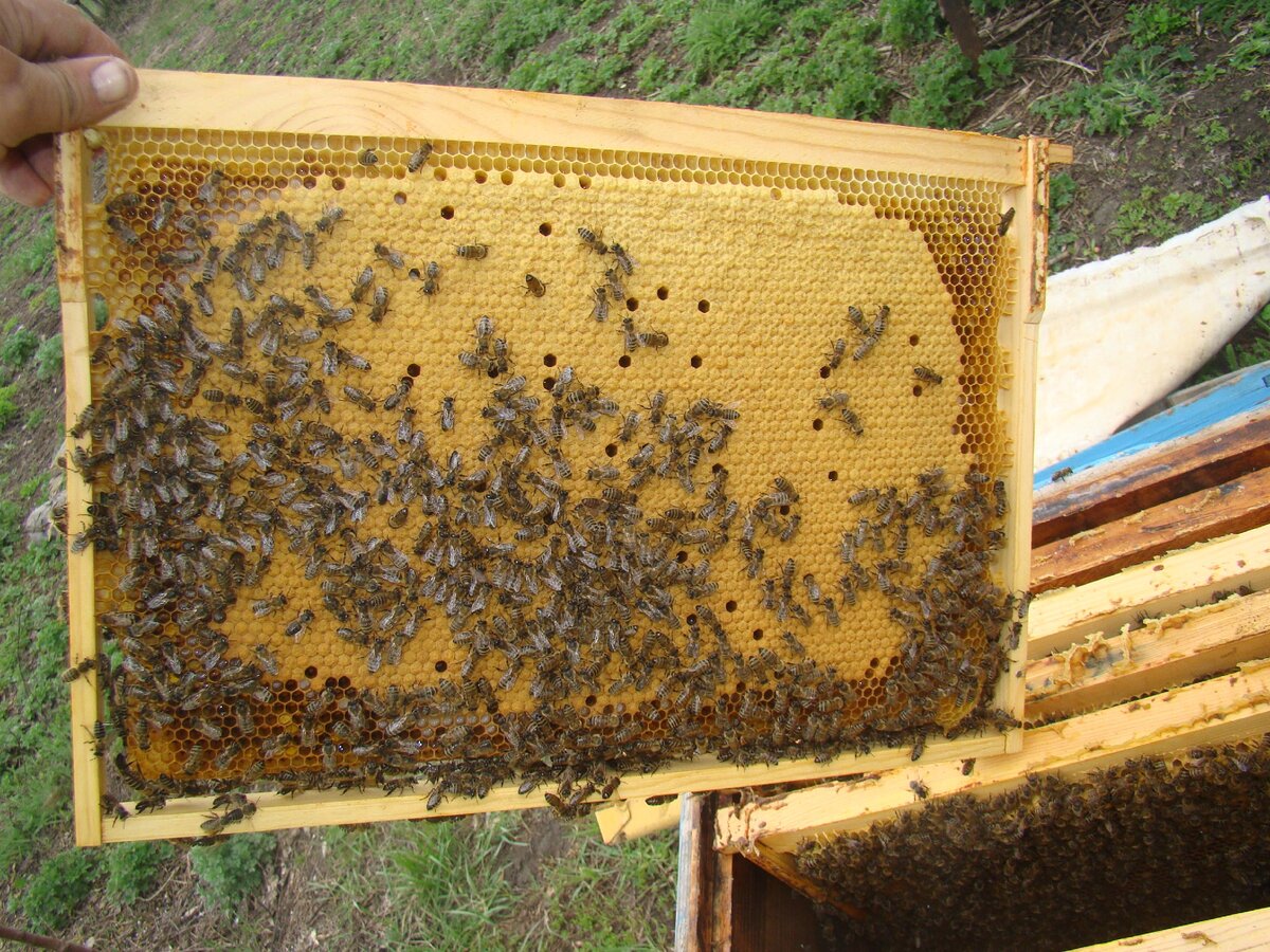 Памятка для пчеловодов