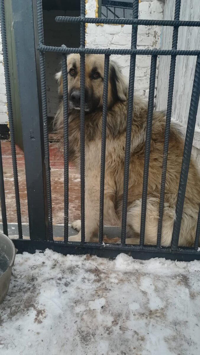 Он теперь домашний!