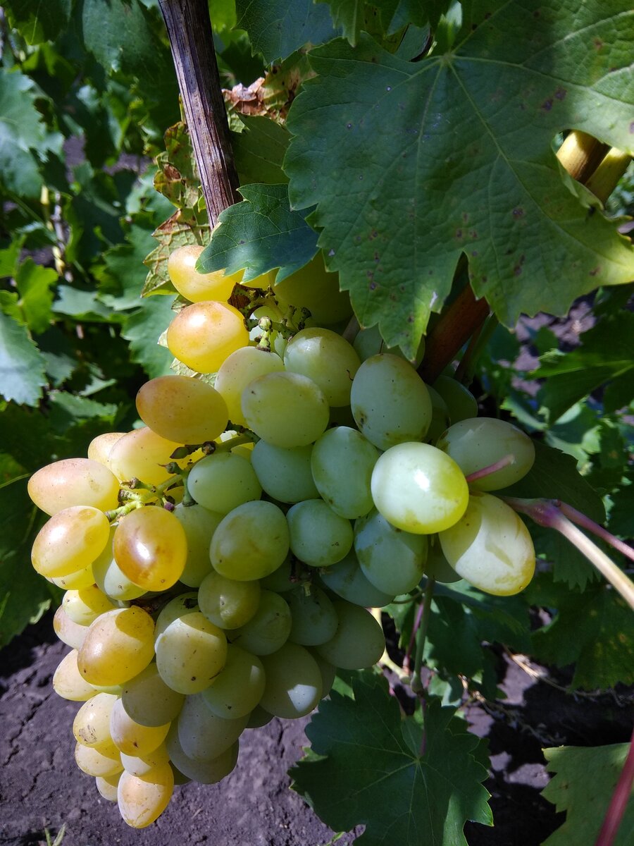 Мускат янтарный виноград описание и фото