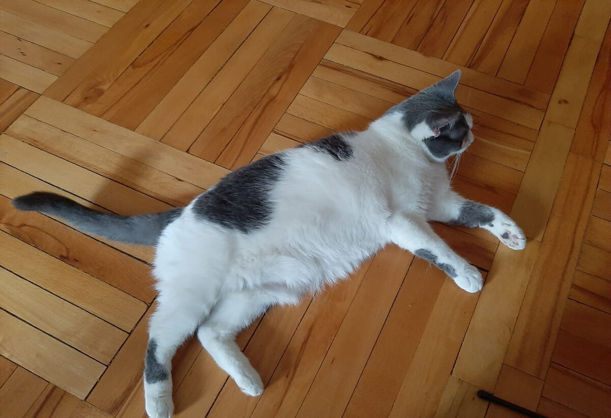 Та самая прекрасная кошка