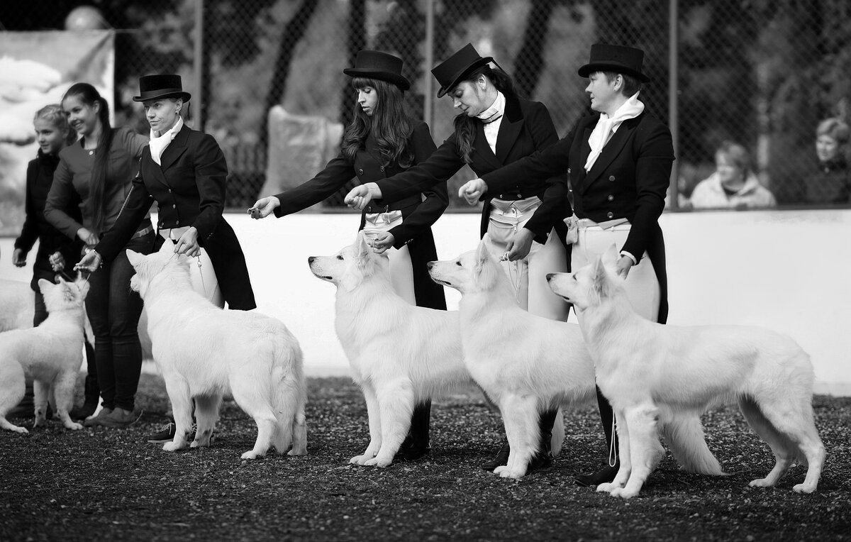 Я Евгения Марченко, заводчик питомника Hearty Gem. На этом фото наше выступление  на Чемпионате Национального клуба породы в 2017г. Мы победили, кстати. Фото Инги Паравьян