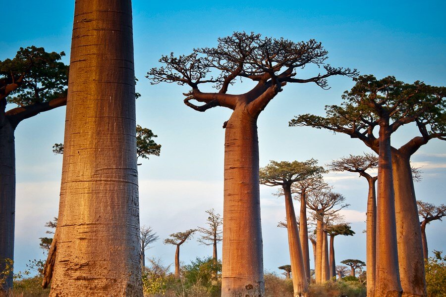 Баобаб – дерево и древесина – Adansonia digitata