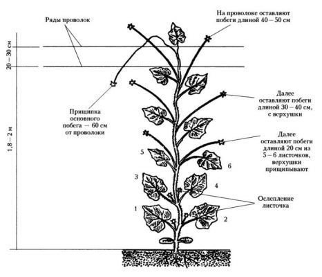 Схема формирования самоопыляемого куста