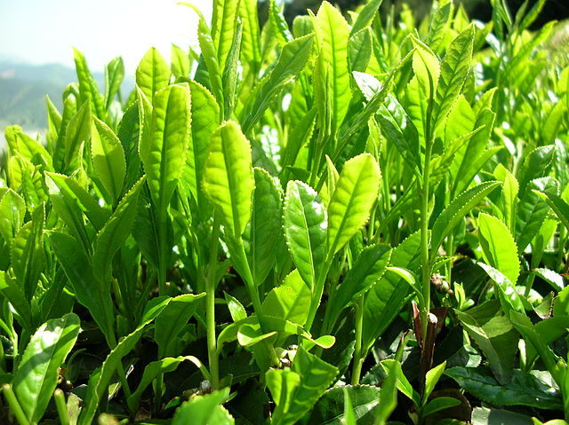 яндекс картинки