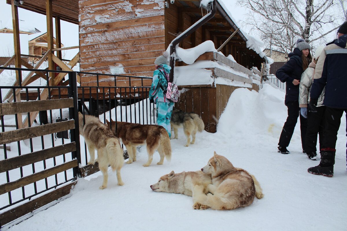 Вольер с хаски