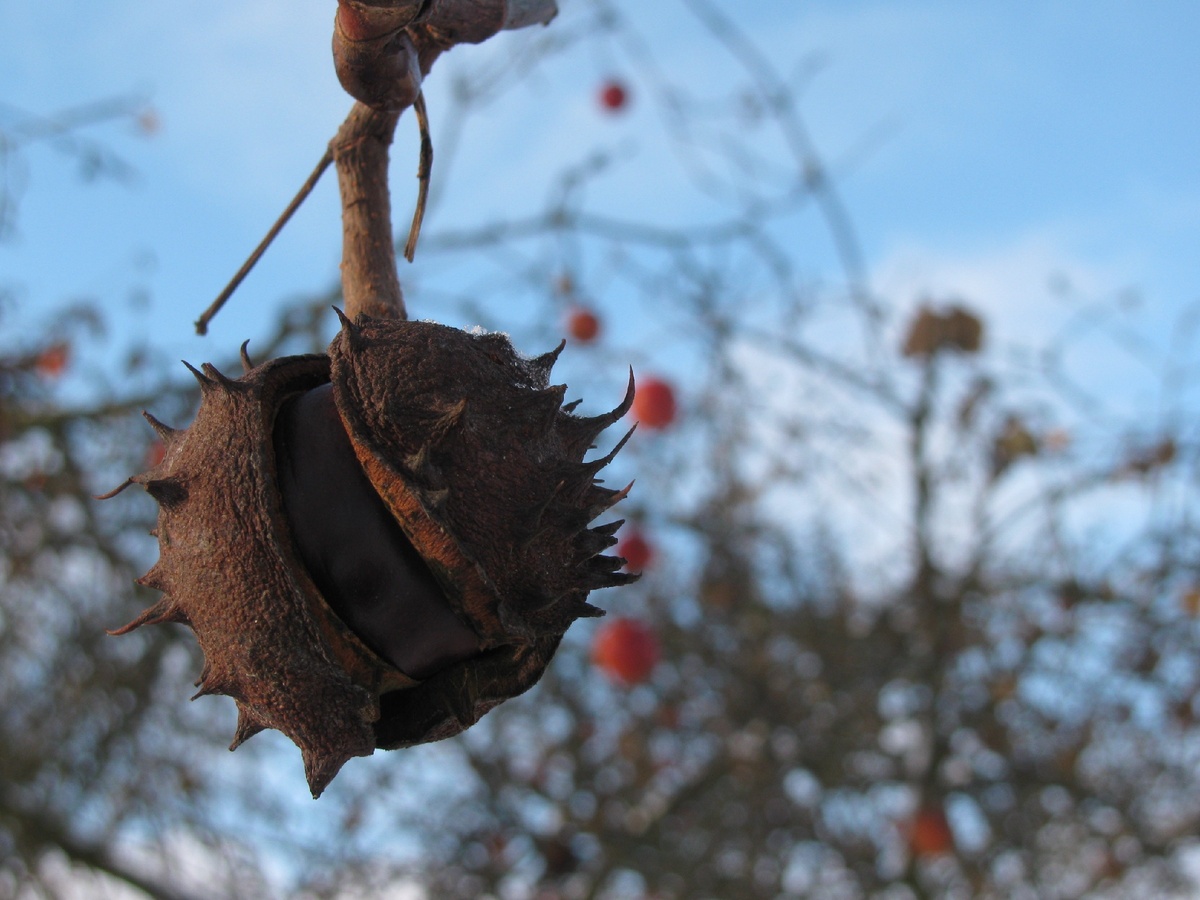 Каштан. А так на вирус похож ....однако.