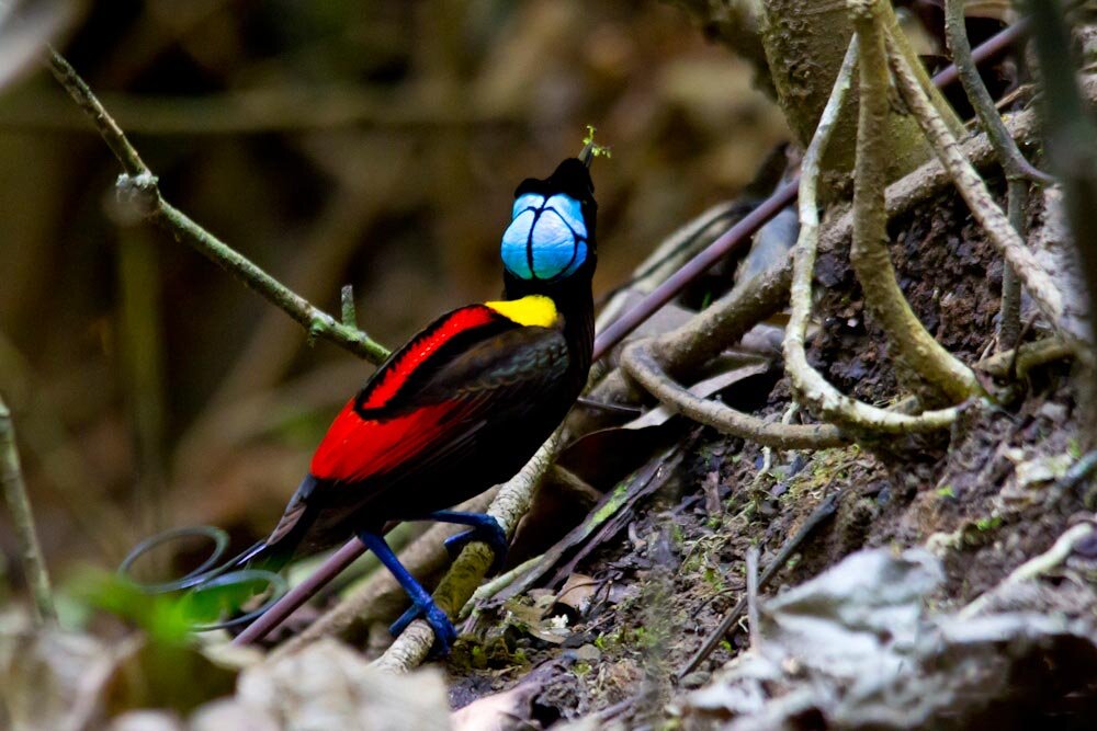 Birds of paradise. Синеголовая Райская птичка. Синеголовая великолепная Райская. Синеголлвая Райскпя атица. Райская птица Уилсона.