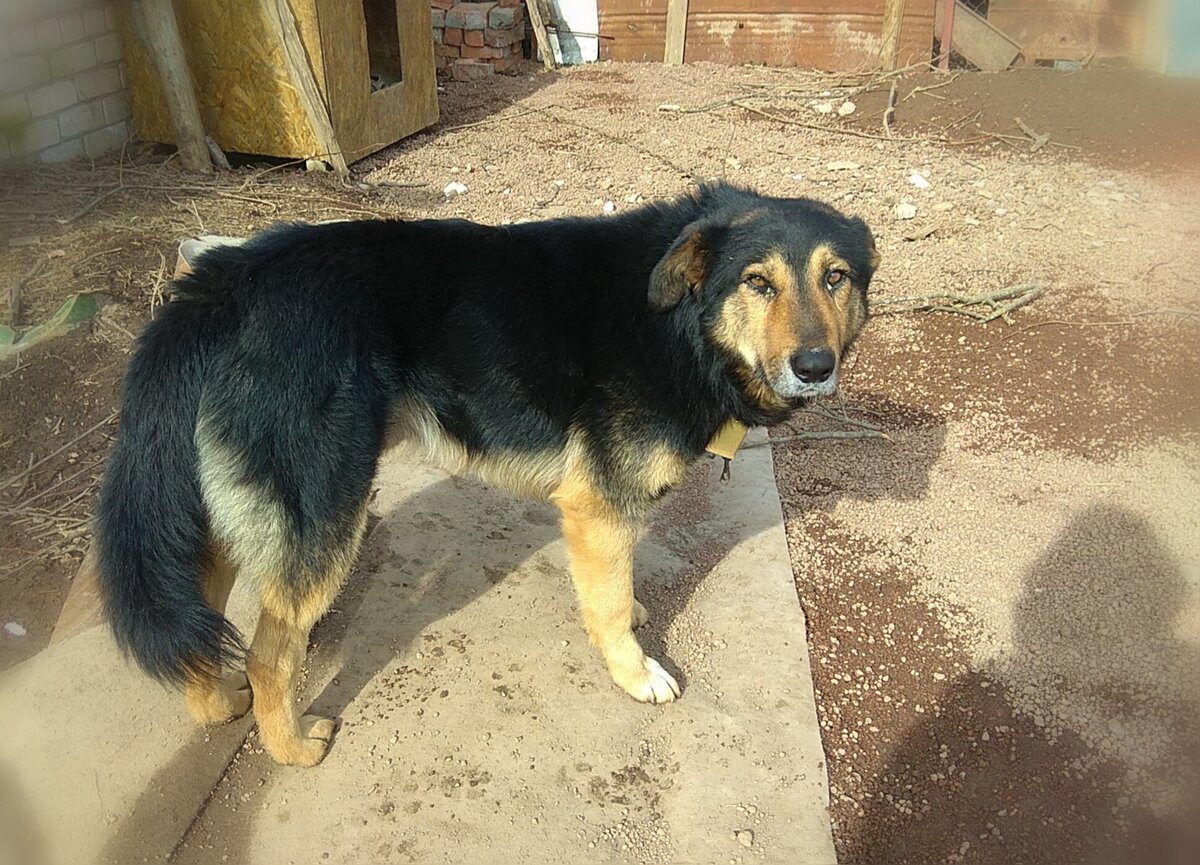 Назвали Чапа. В честь одной мягкой игрушки!