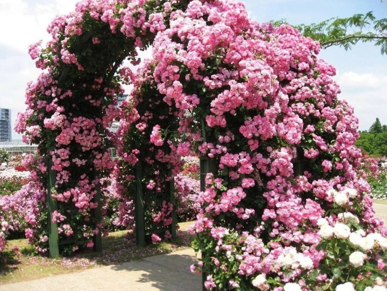 Плетистая роза – 5 шагов, которые обязательно нужно сделать весной и 1 моя маленькая хитрость