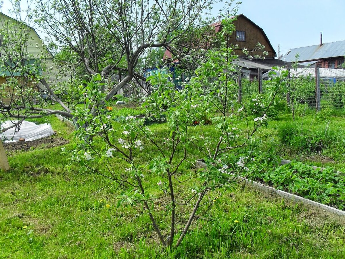 Май на заброшенной даче