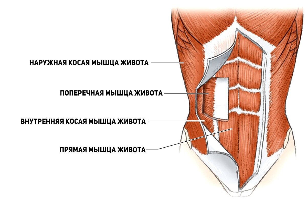 Схема мышц живота