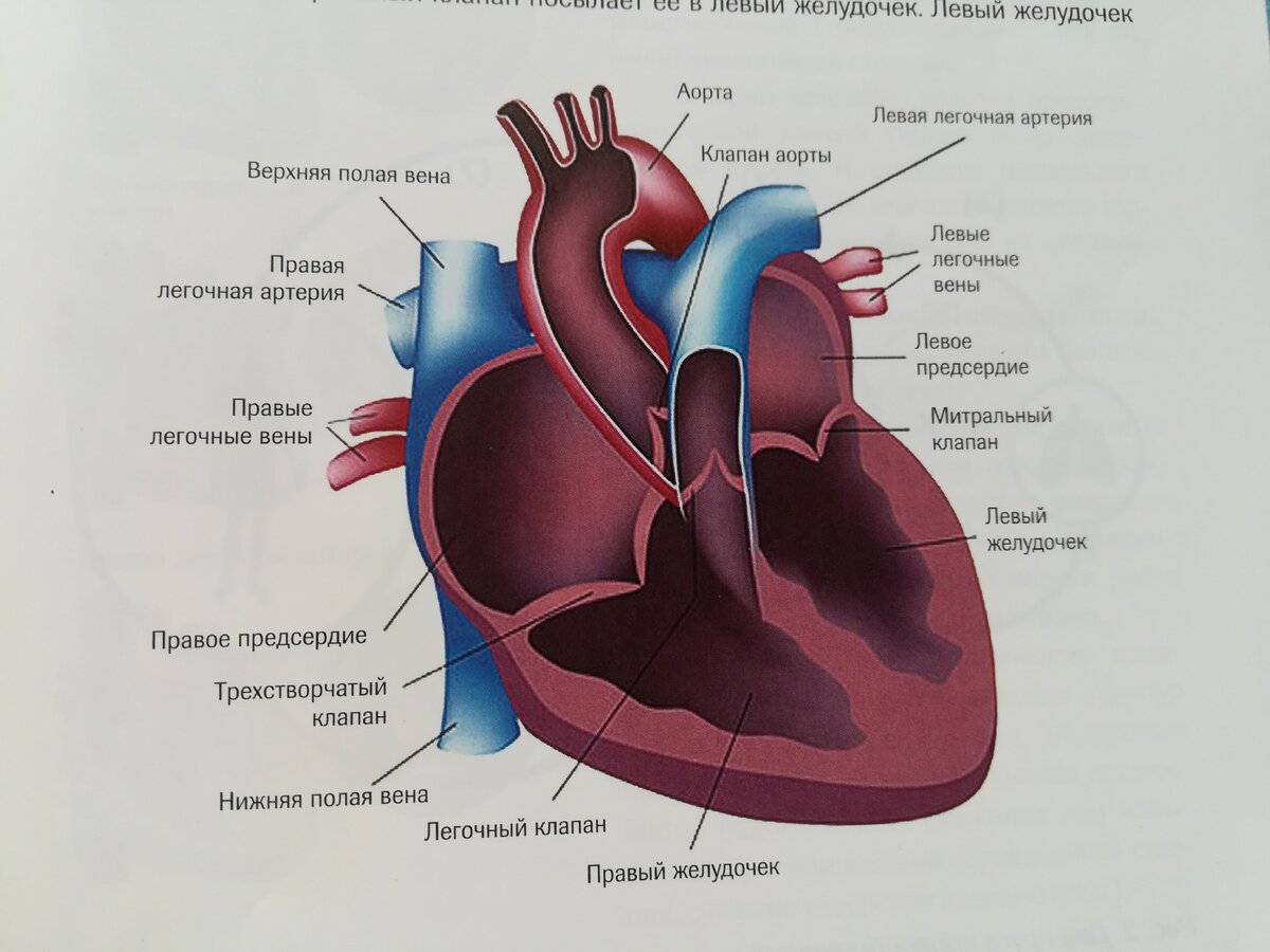 Аортальное сердце