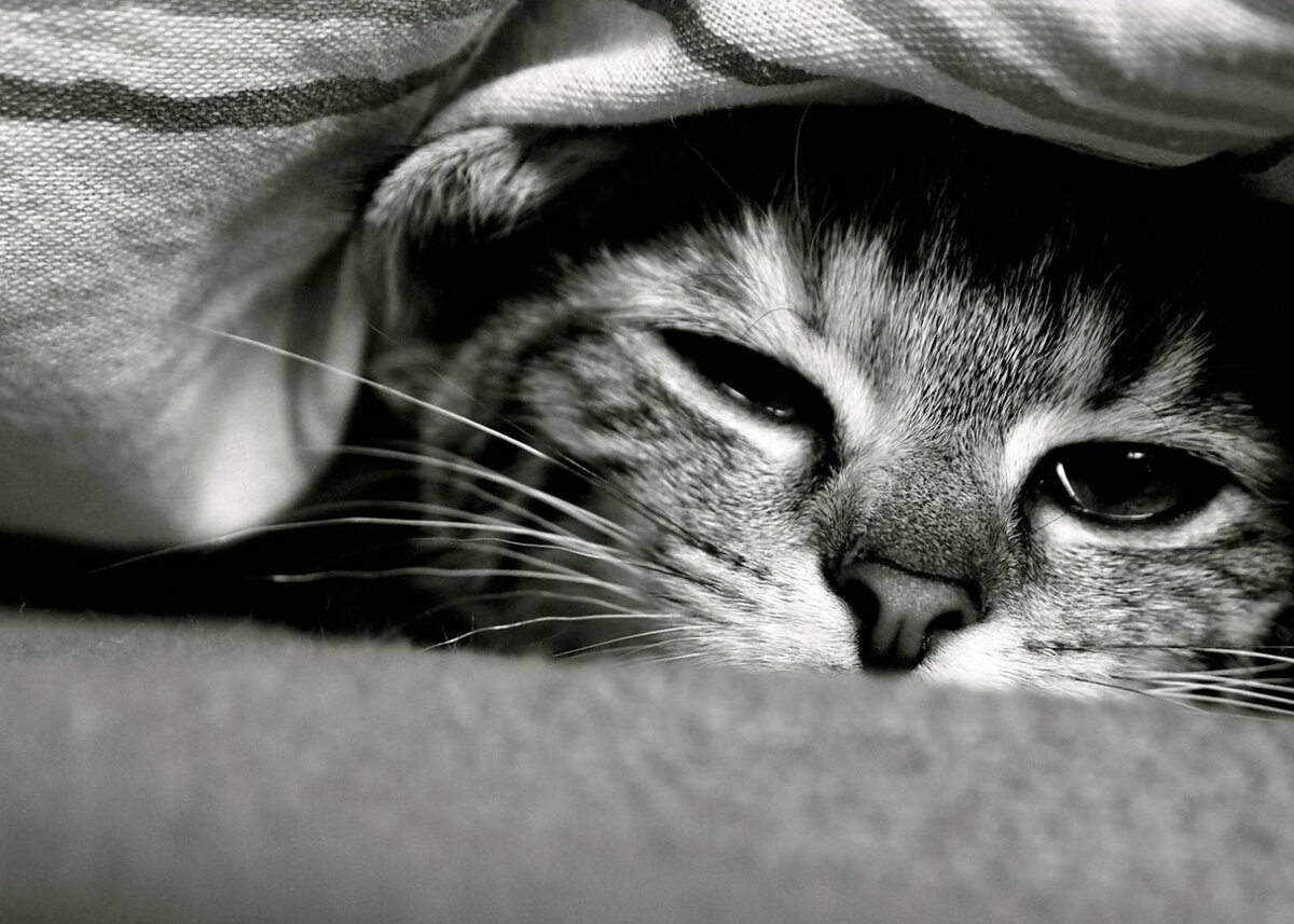 Скука на шкале эмоциональных тонов  имеет «рейтинг» 2.5 из возможных 4