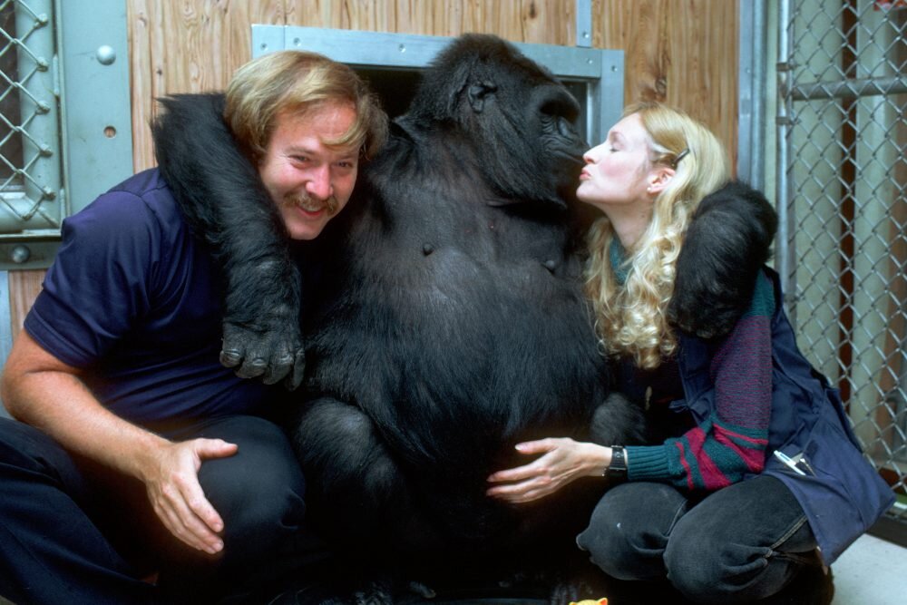 Любимая горилла Коко училась языку жестов и через него могла общаться с людьми.-2