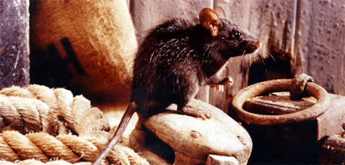 Крысы на корабле