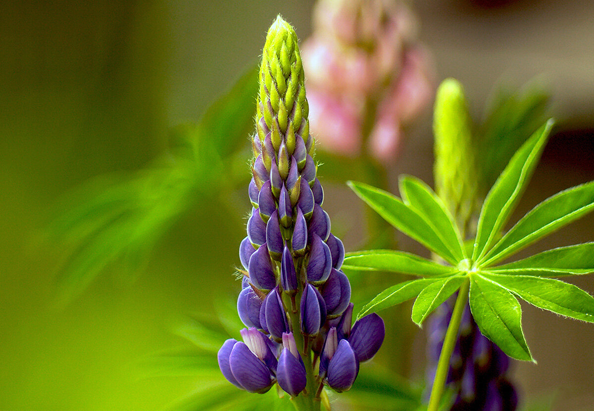 Р›СЋРїРёРЅ Purple Emperor