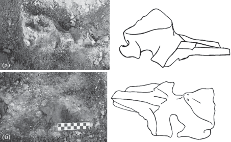 Фото: sciencejournals.ru