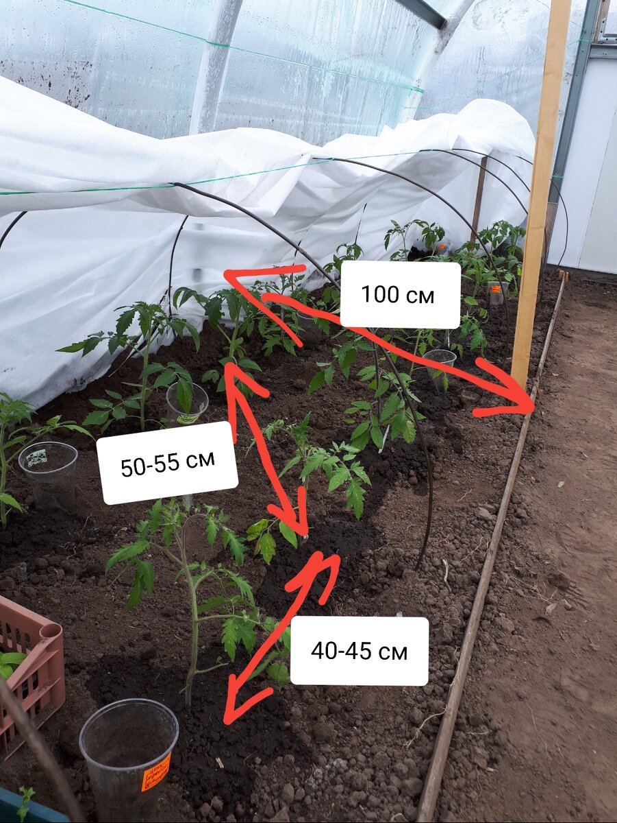 Схема посадка помидор в теплице расстояние между помидорами