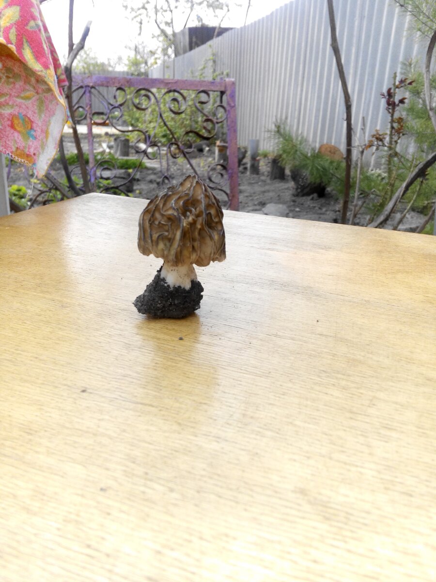 Во дворе дачи вырос  странный гриб. 