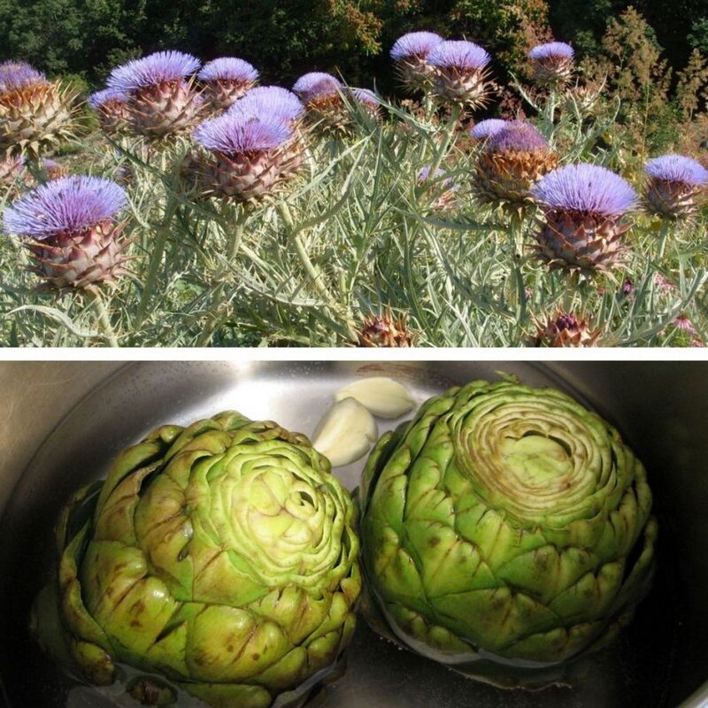 цветущие артишоки и результат обработки