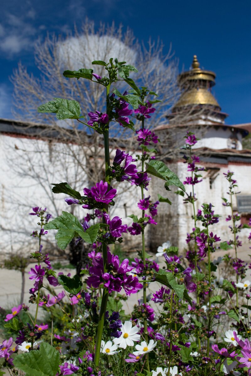 Монастырь весь в цветах