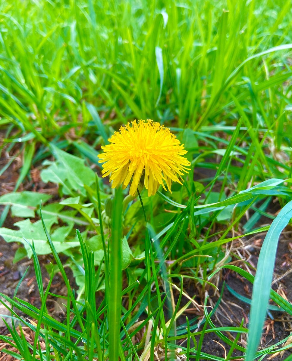 Природный лекарь, который вылечит простатит