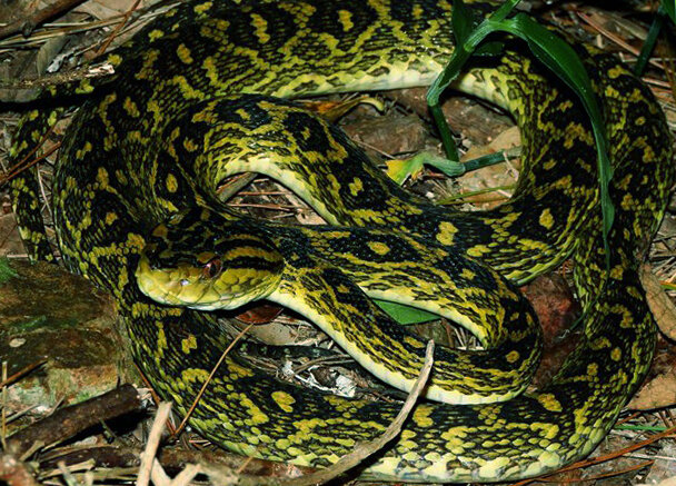 Okinawan Pit Viper Genome Reveals Evolution of Snake Venom Pit viper, Snake veno