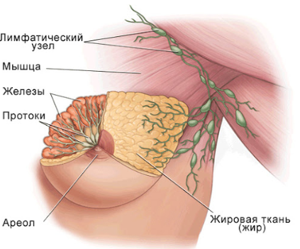 Вид спереди - вам в помощь (картинка из сети)