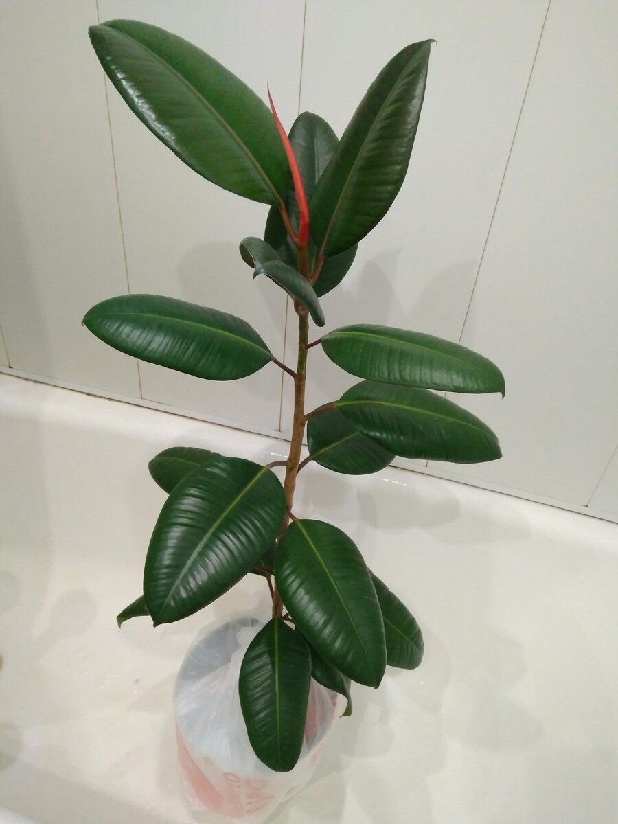 Фикус до горячего душа